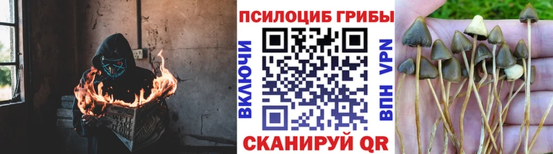 Псилоцибиновые грибы мухоморы  darknet клад  Рославль  ОМГ ОМГ ССЫЛКА 